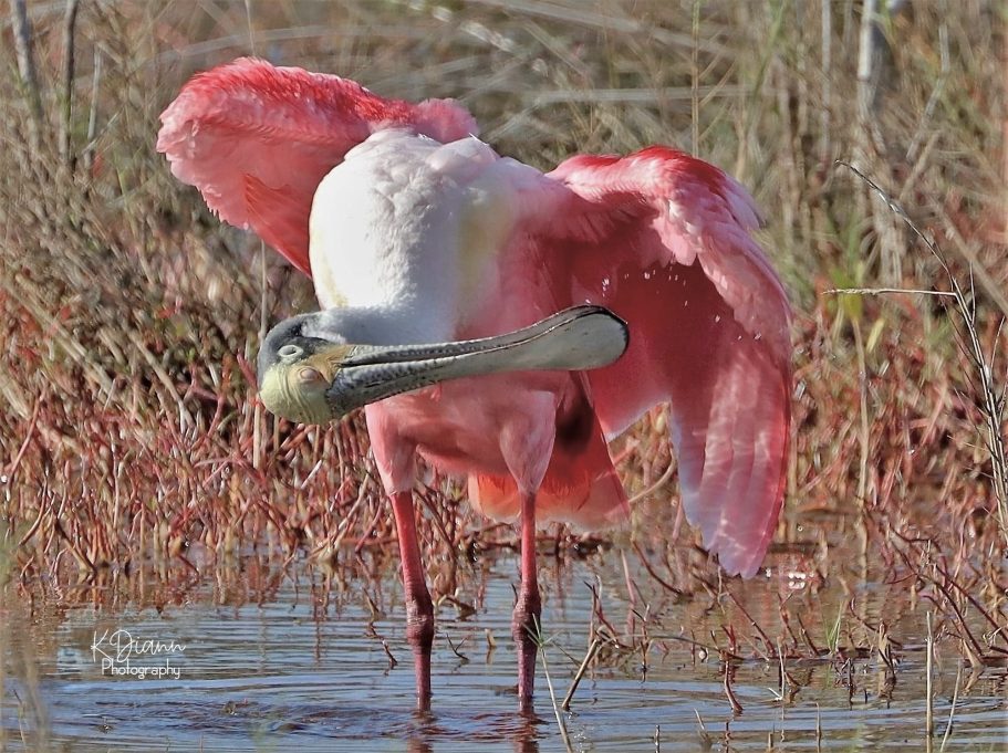 8 - Roseate Spoonbill Preening