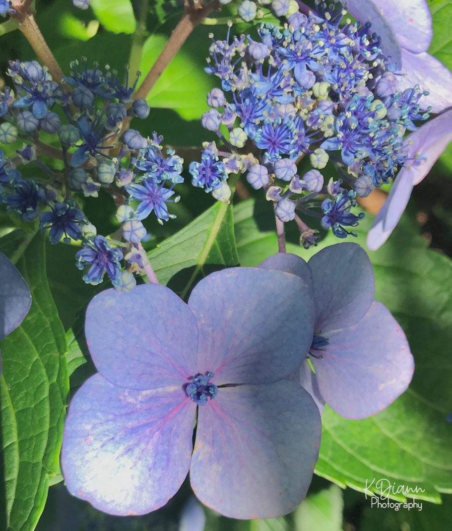 Hydrangea