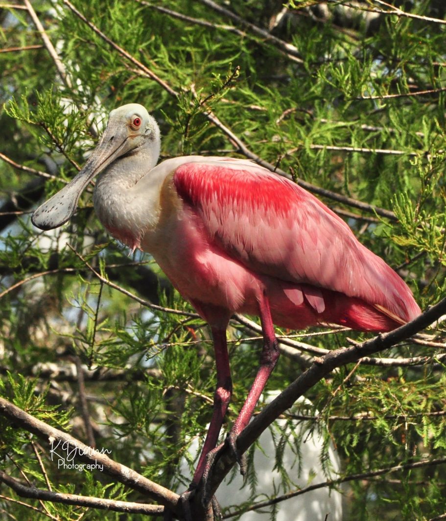 24 - Roseate Spoonbill