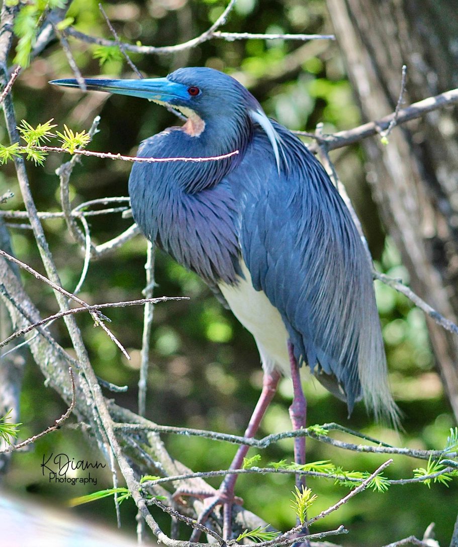 18 - Tri-colored Heron