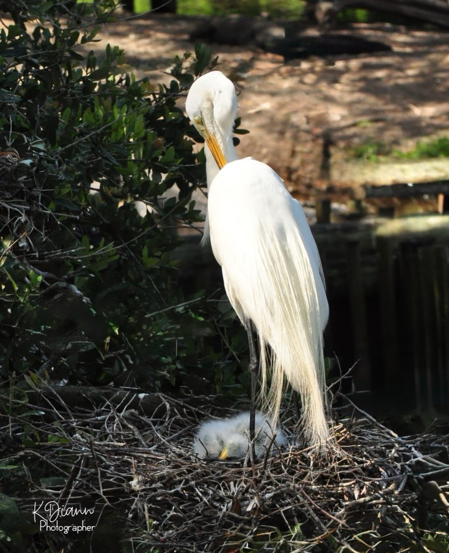 19 - Great Egret with chicks