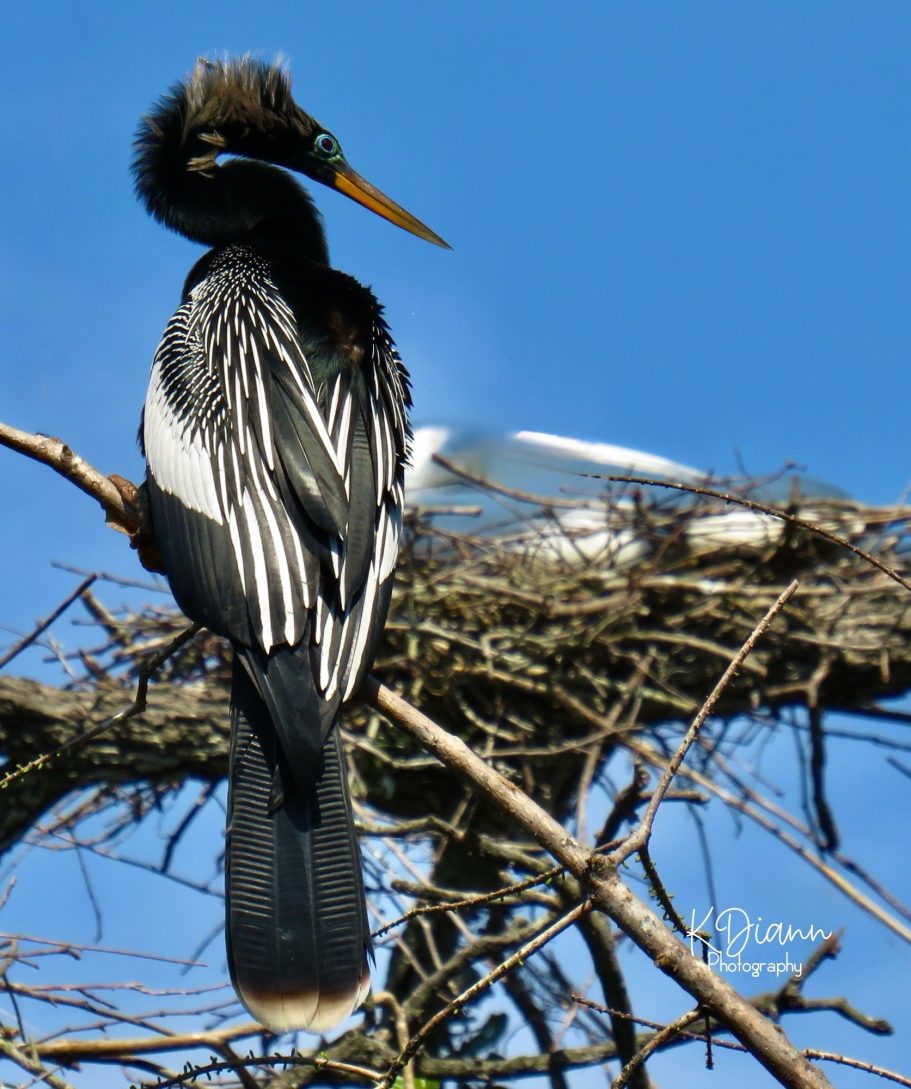 Anhinga