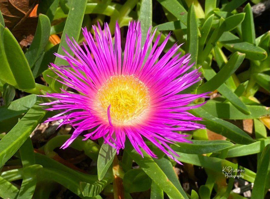 Ice Plant