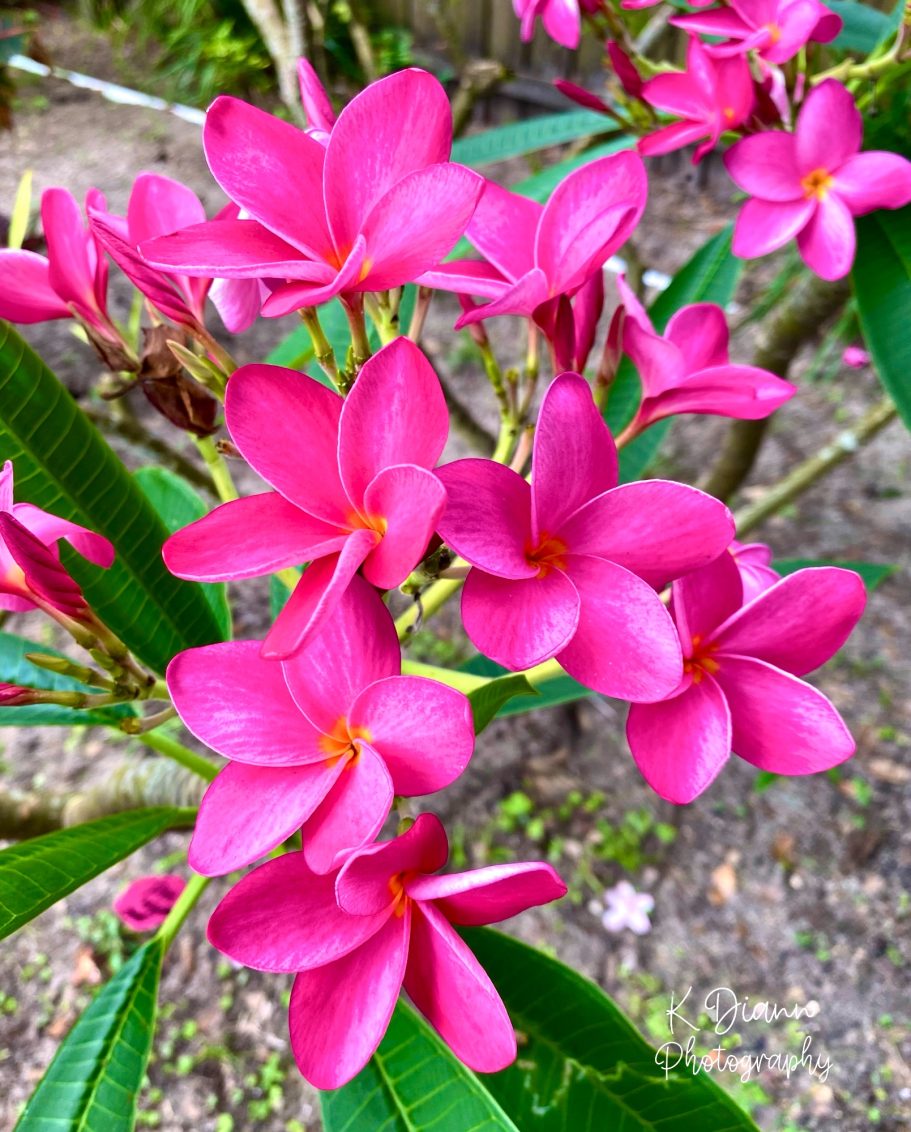 Plumeria
