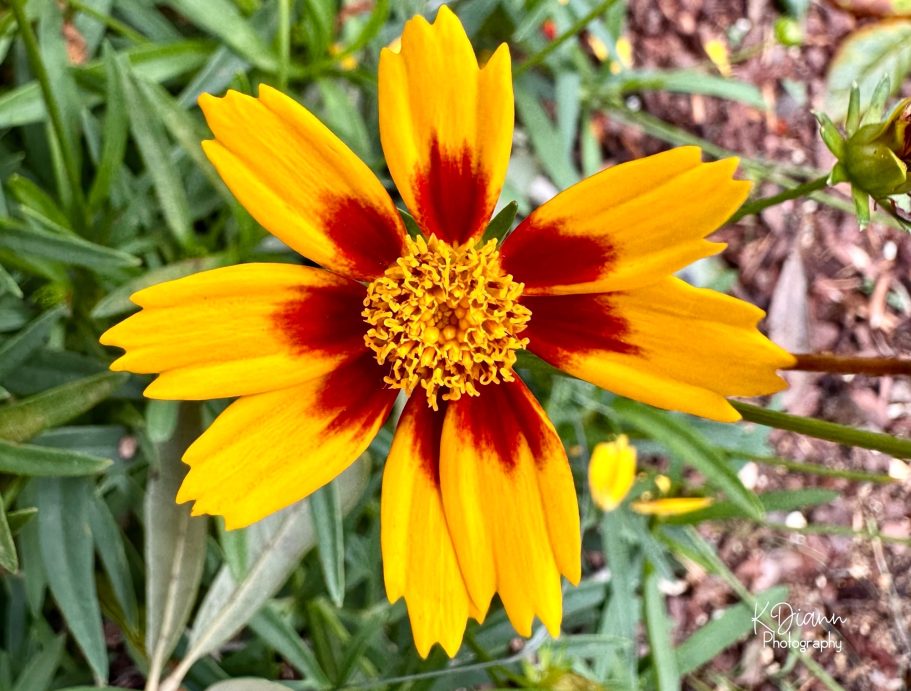 Coreopsis