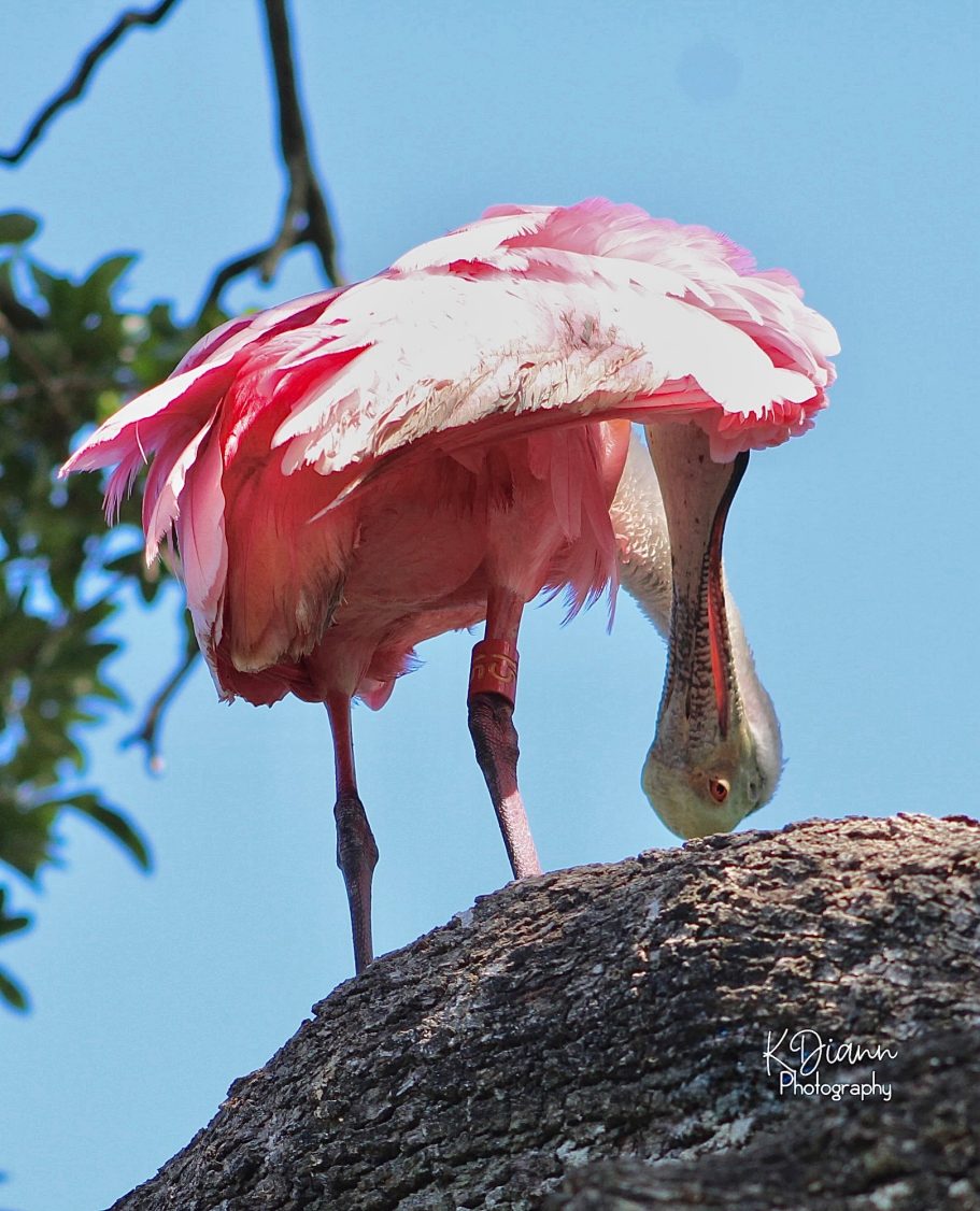 29 - Roseate Spoonbill Preening