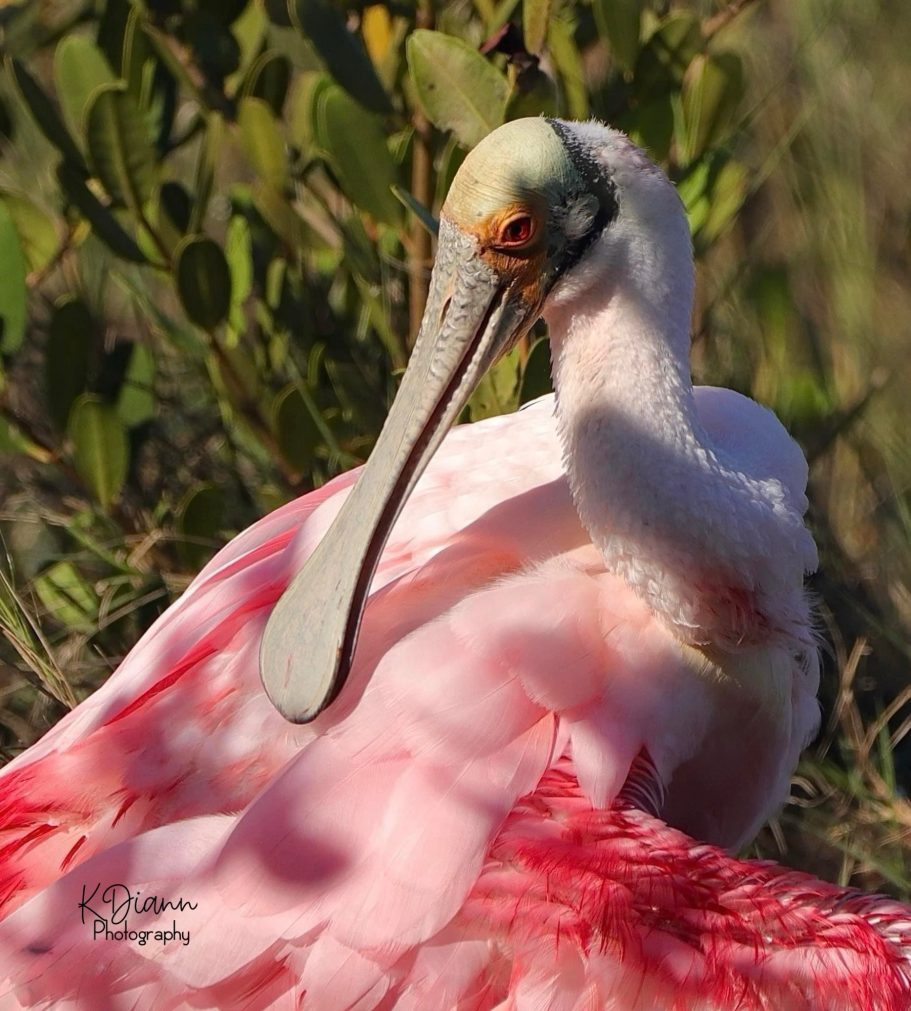 1 - Roseate Spoonbill