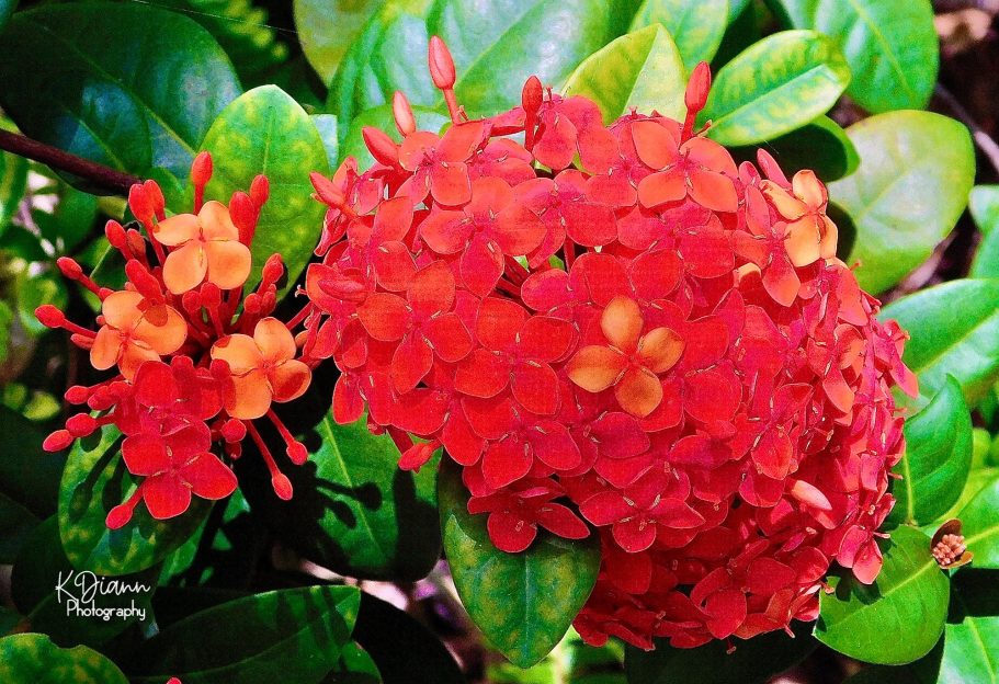 Ixora