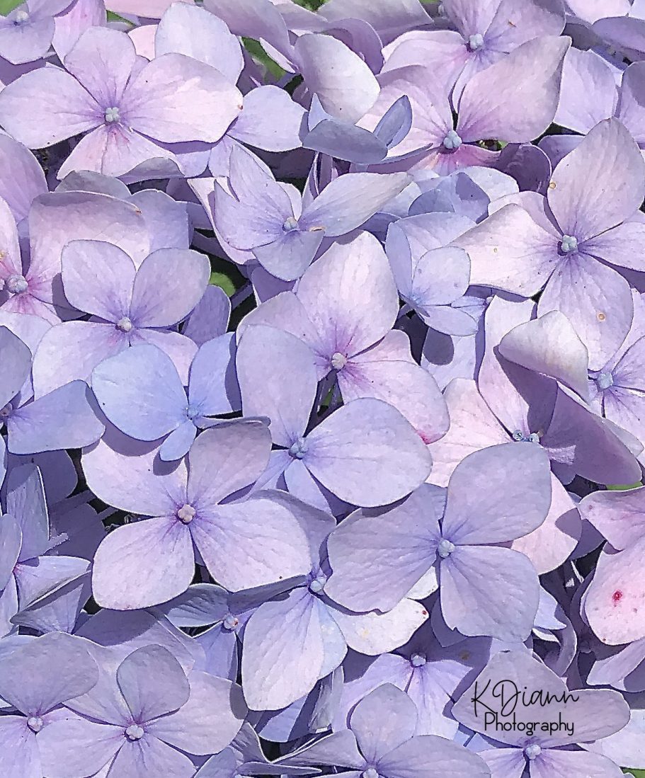 Hydrangea