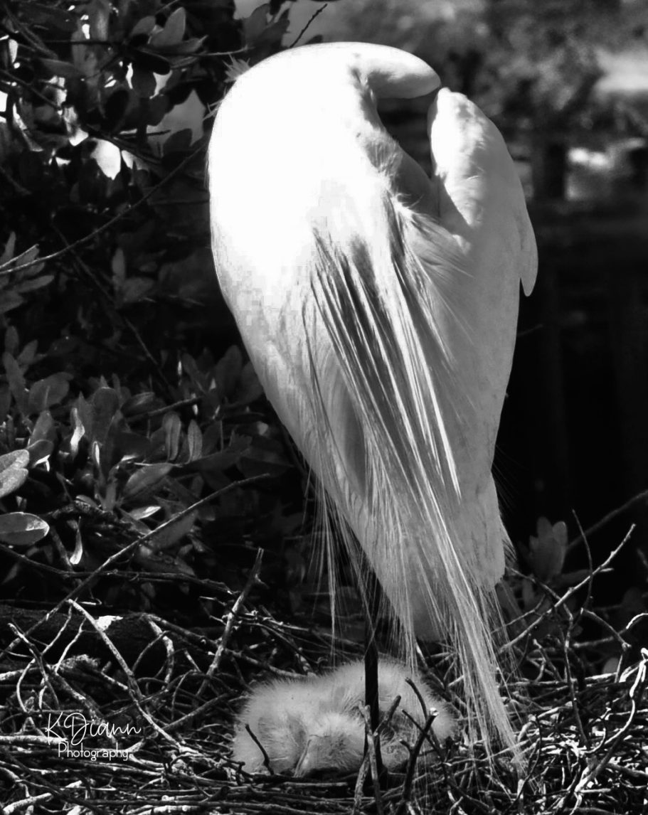 20 - Great Egret B&W