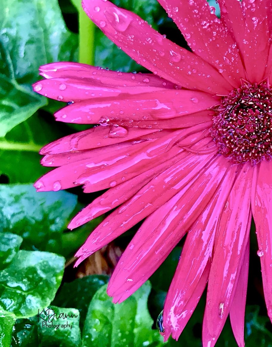 Gerber Daisy