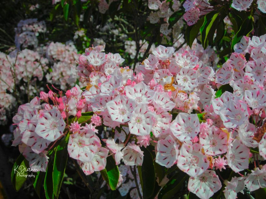Mountain Laurel