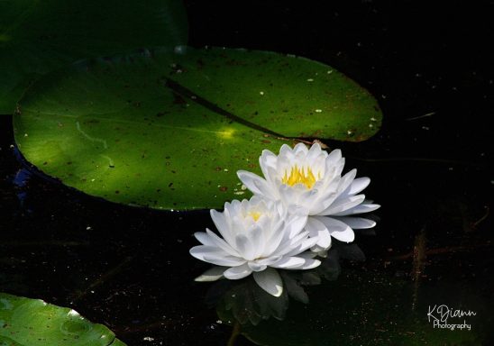 White Lotus