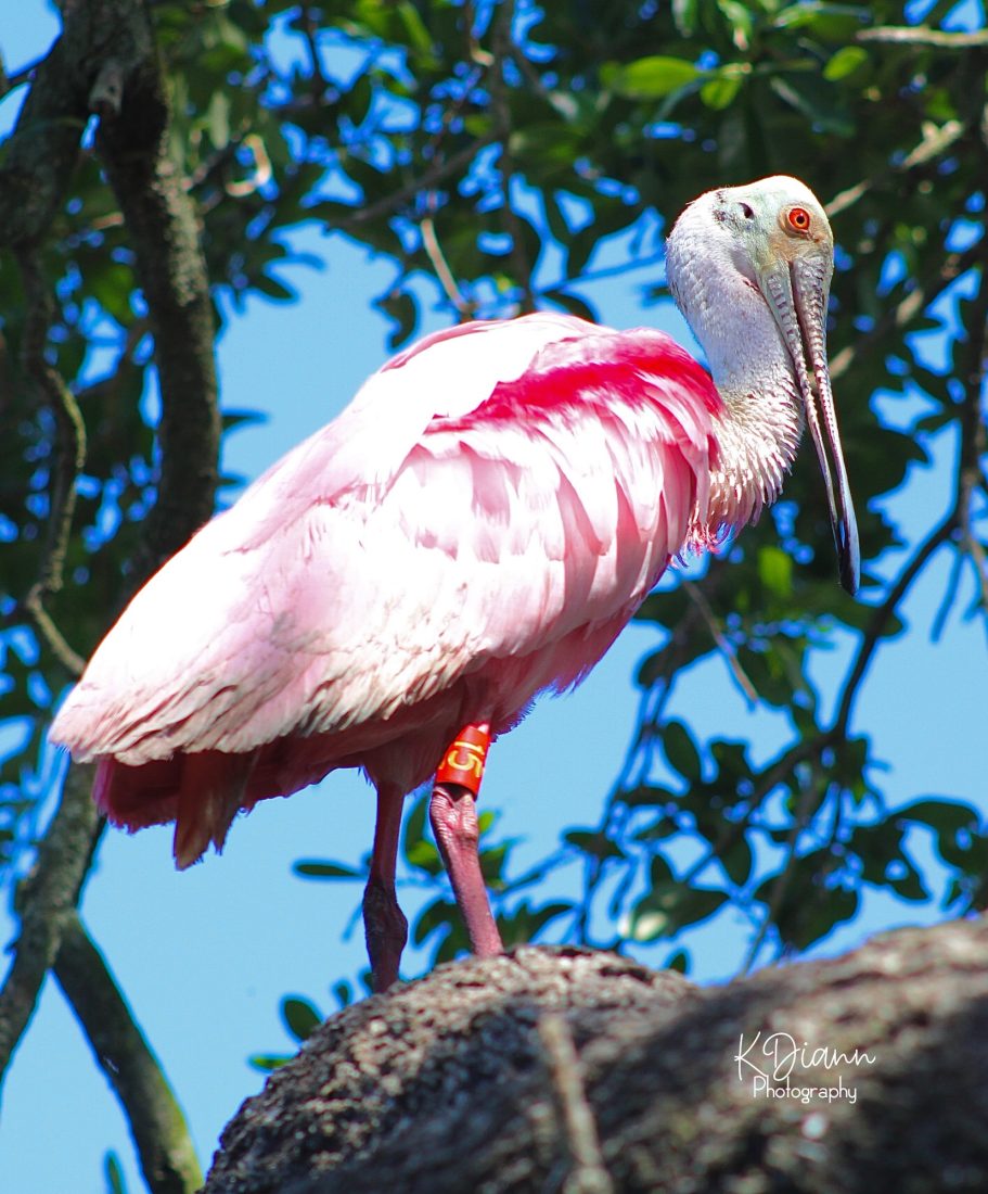 23 - Roseate Spoonbill