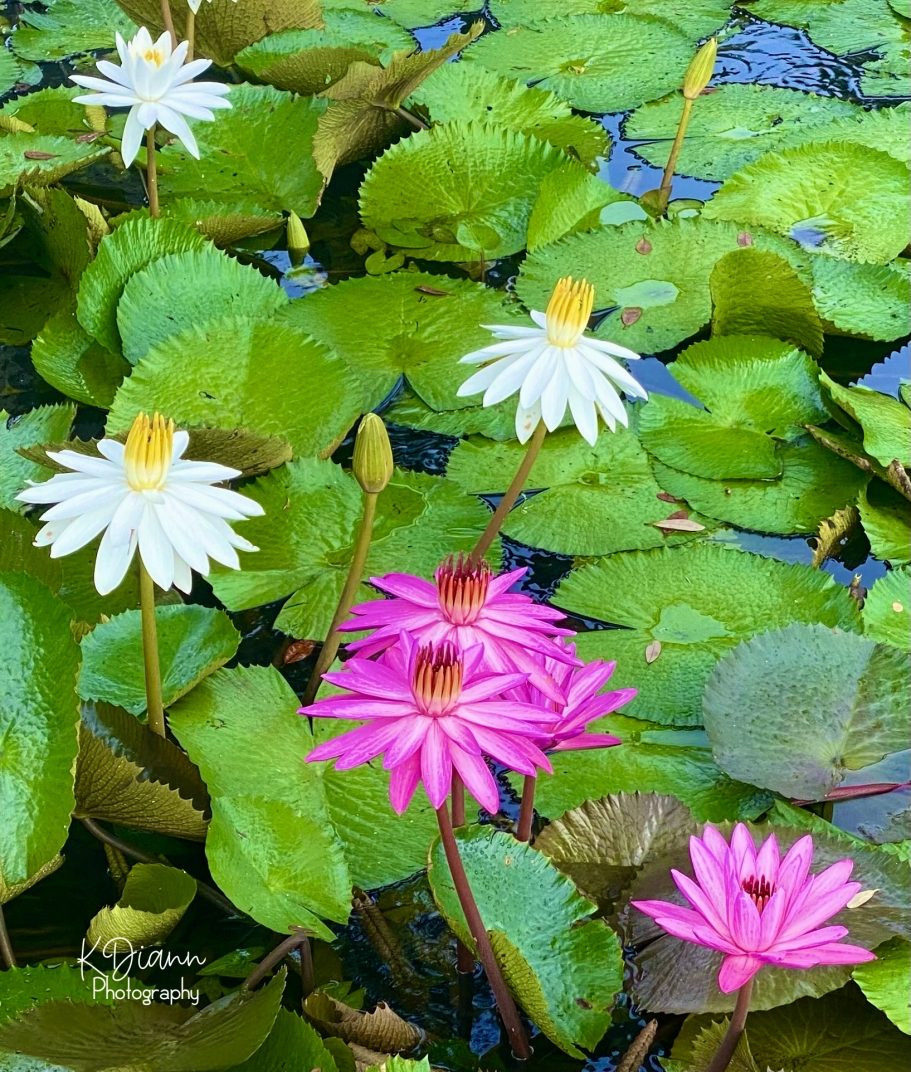 Waterlilies
