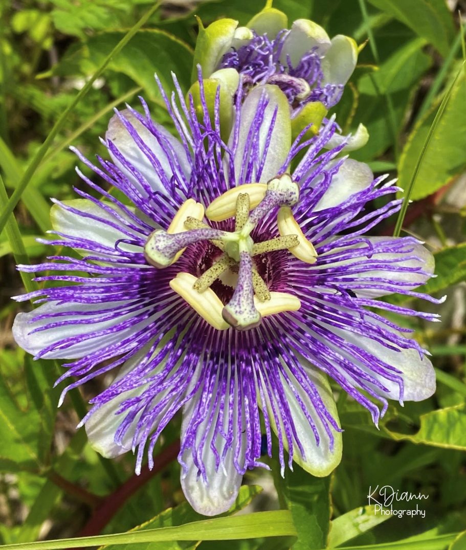 Passion Flower