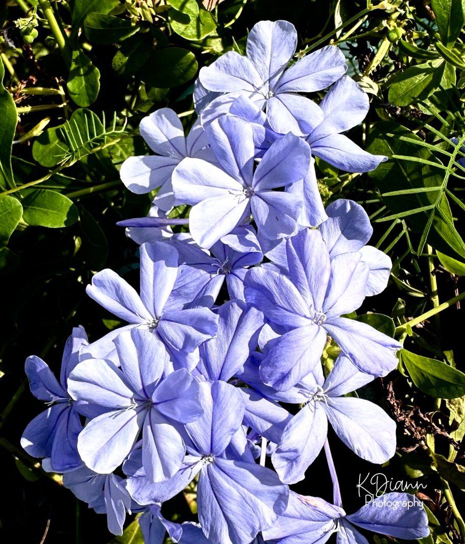 Plumbago