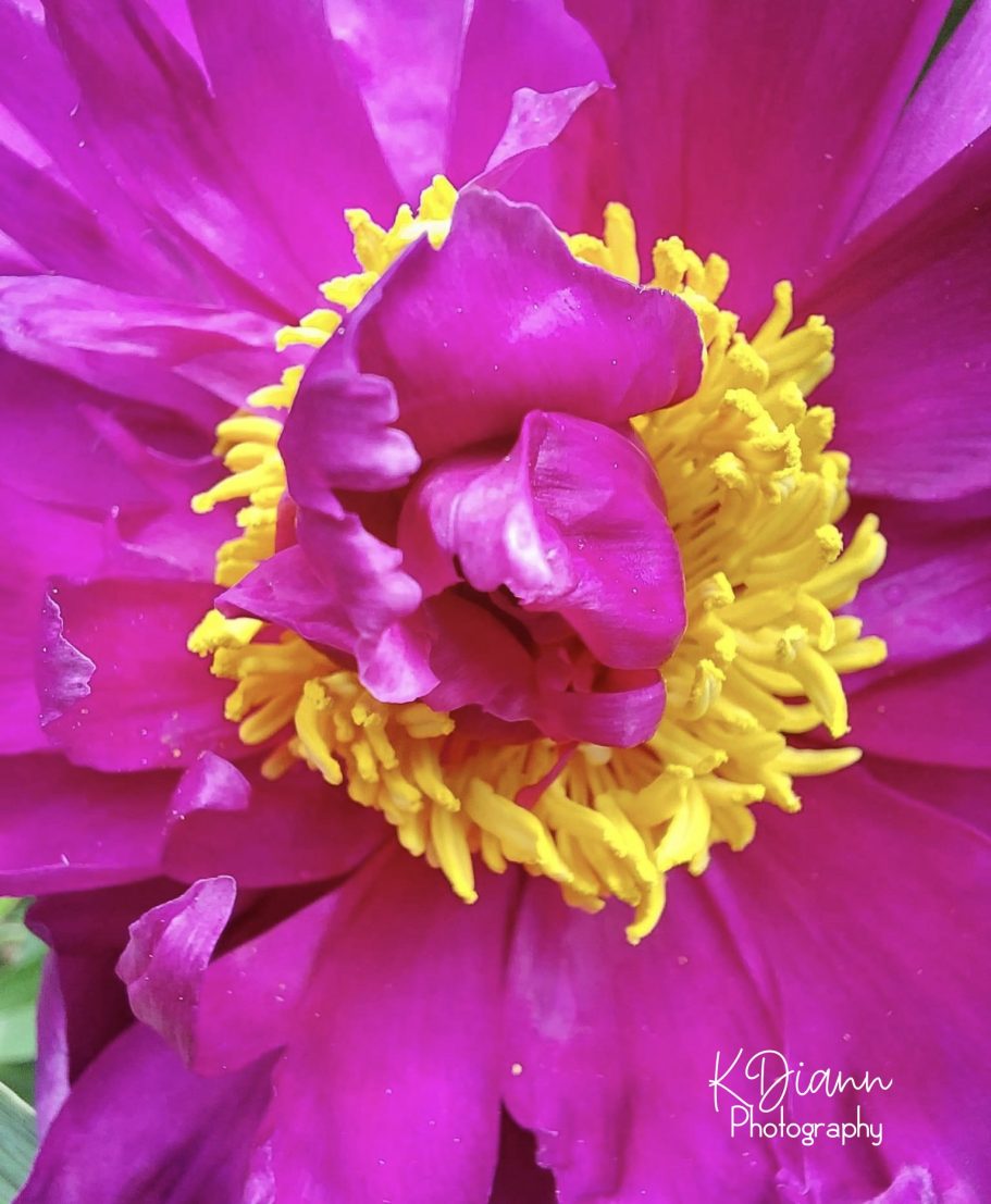 Peony