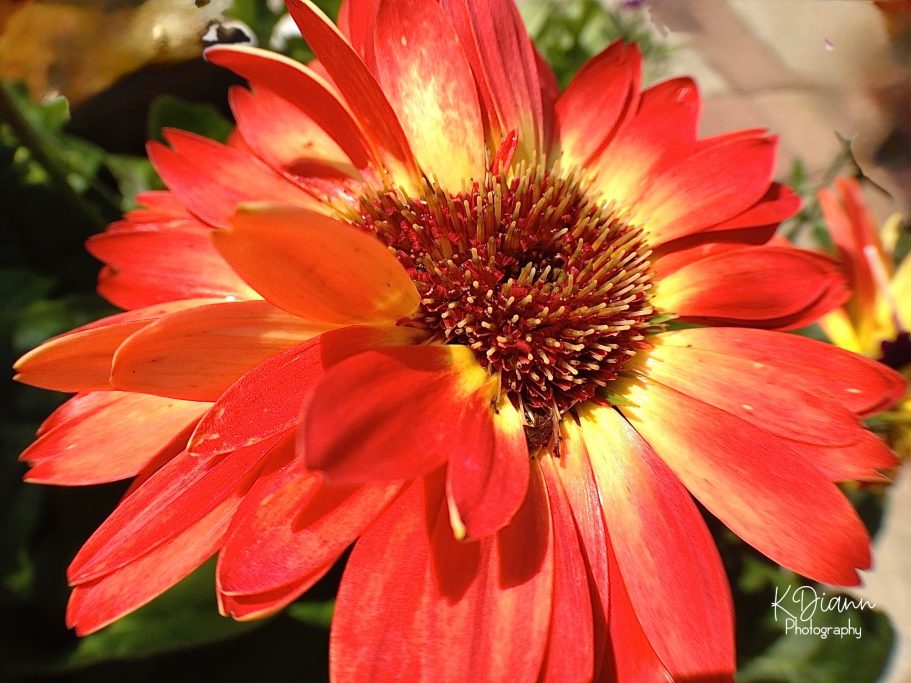Gaillardia