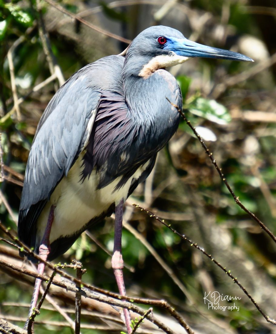 9 - Little Blue Heron