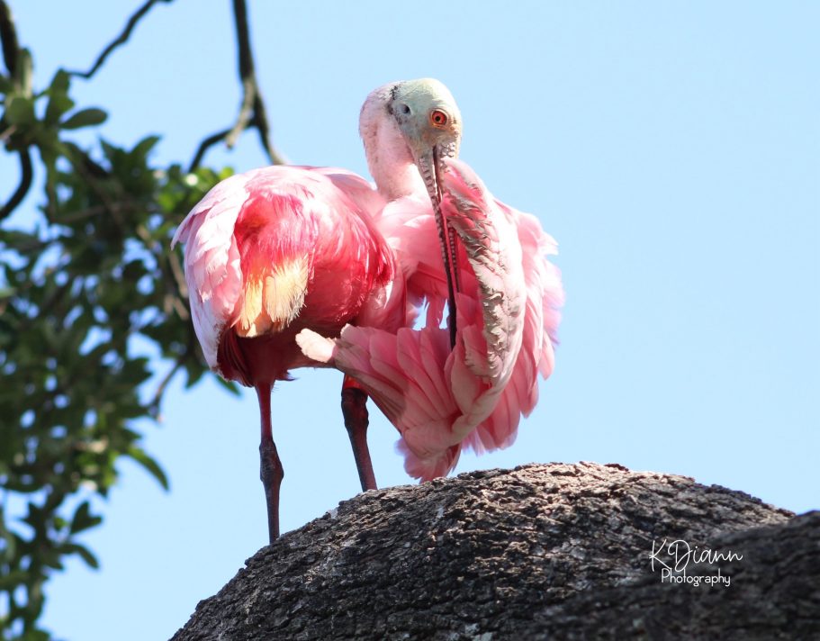 28 - Roseate Spoonbill Preening