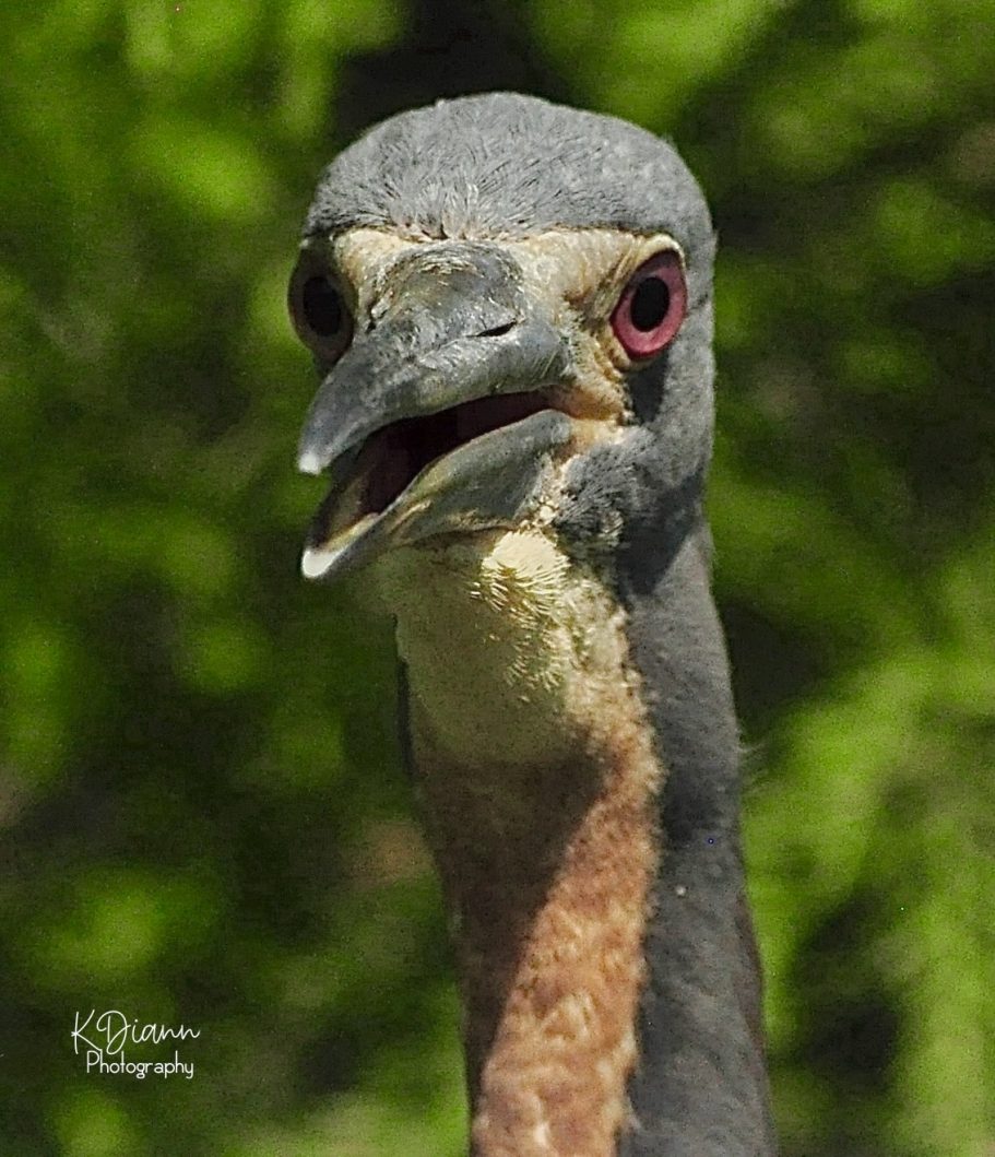 26 - Tri-colored Heron