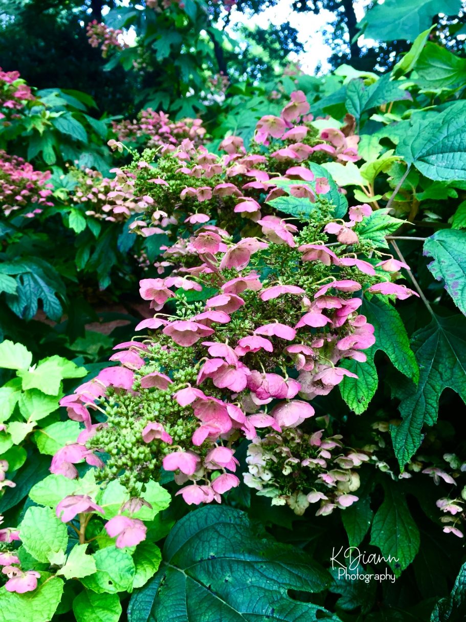 Oak Leaf Hydrangea